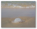 Monsterqualle als Strandgut