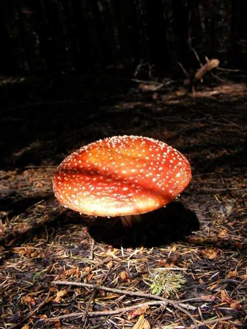 leckere Pilze herum!