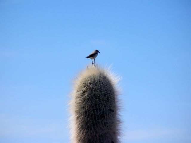 Kleiner Vogel auf grosser Kaktusspitze.