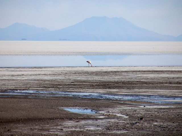 Noch ein Flamingo.