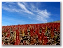 Diese Pflanze wird hier angebaut und hirsenartige Frucht aehnlich wie Reis zubereitet.