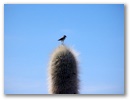 Kleiner Vogel auf grosser Kaktusspitze.
