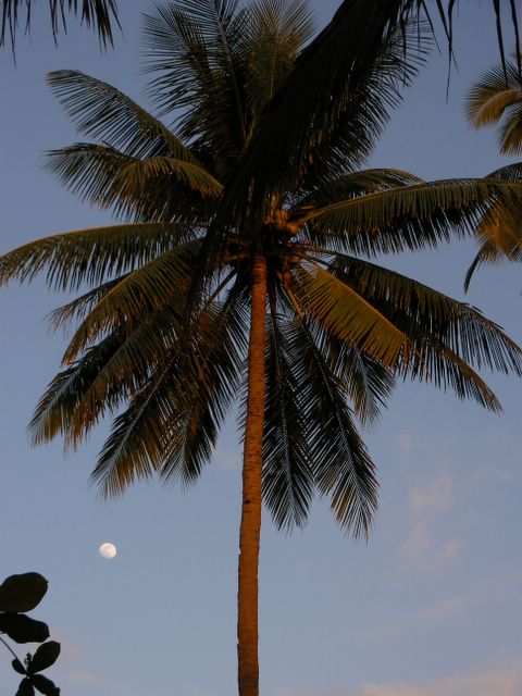 Der Mond ist bereits aufgegangen.