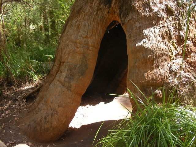 So sieht der Baumstamm unten aus. Ausgehoehlt durch Pilze und Waldbraende. Trotzdem stehen die Baeume noch!