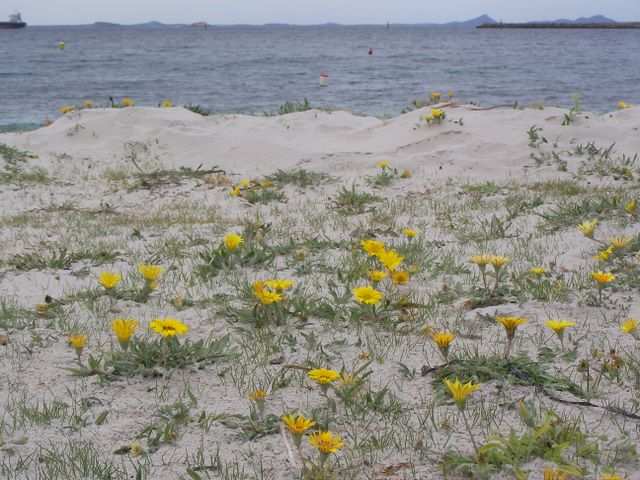 Weils nicht so viel zu sehen gibt noch ein Foto vom Strand, bevor es weiter geht!