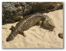 Kleine, suesse Tiere am Wegesrand!
