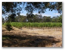 Am naechsten Tag stand eine Weintour im “Margaret River” - Gebiet an!
