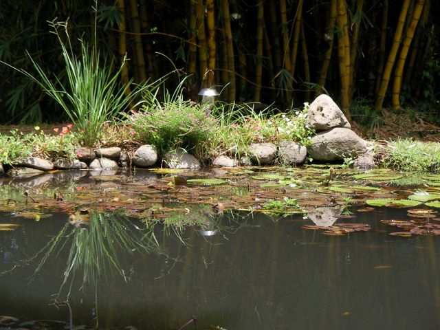 ...und ein Blick in den Teich...