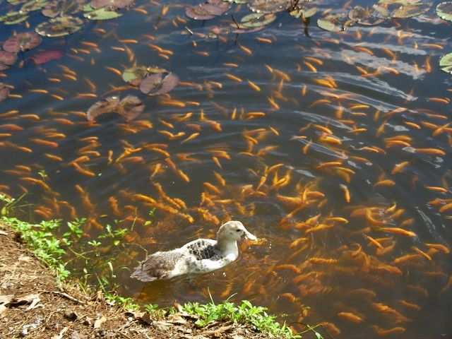 ...zu den Goldfischen.