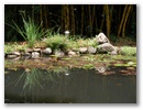 ...und ein Blick in den Teich...