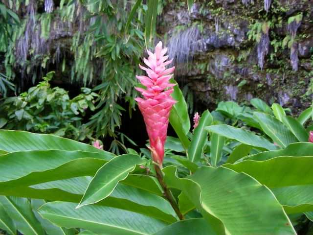 ...erblicken wir tropische Blumenvielfalt.