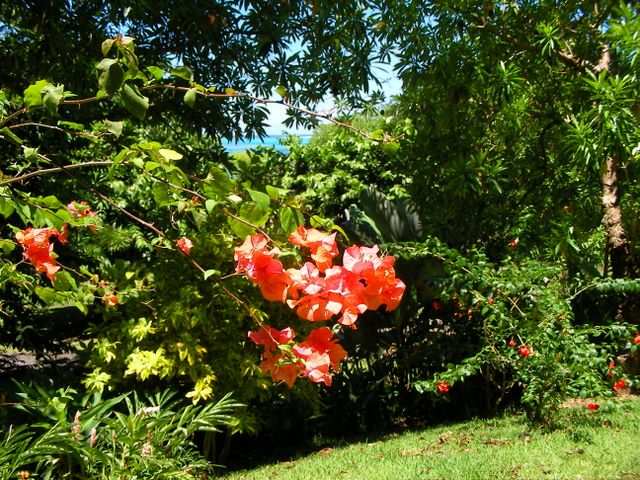 Blumen 1