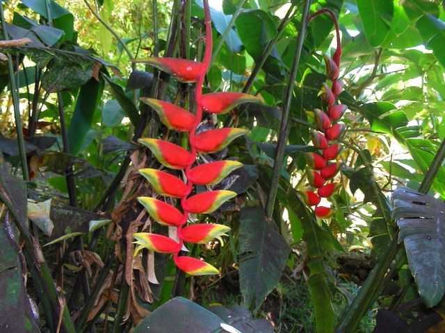 Blumen 2