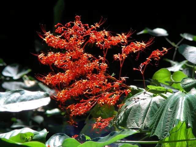 Blumen 3