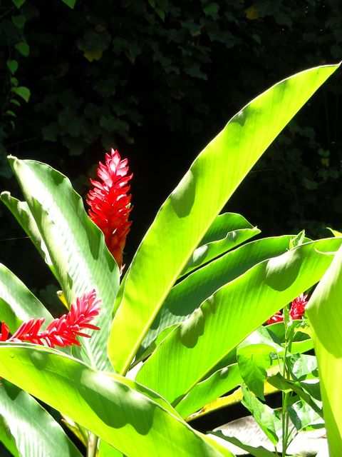 Blumen 5