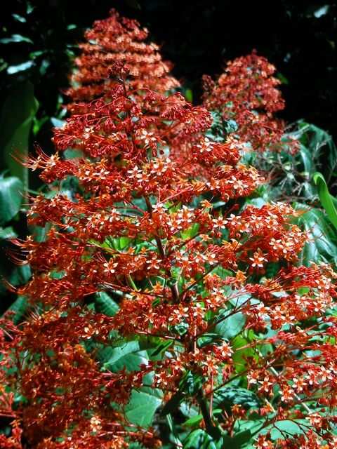 Blumen 7