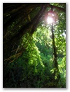 ...durch den nur wenig Sonnenlicht dringt.