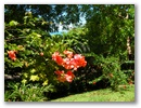 Blumen 1