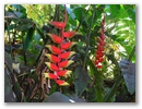 Blumen 2