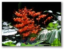 Blumen 3