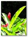 Blumen 5
