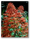 Blumen 7