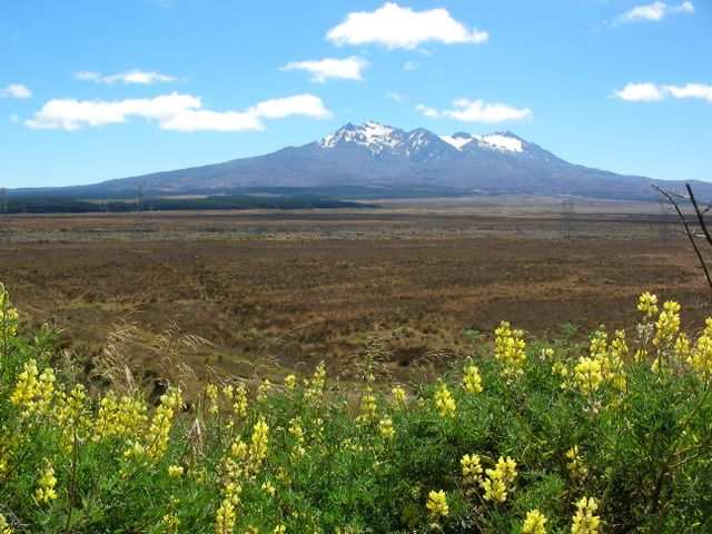 Vulkan Mt. Ruapehu vom Lookaout am Highway 1