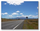 Am Horizont erscheint unser neues Ziel: Der Tongariro Nationalpark