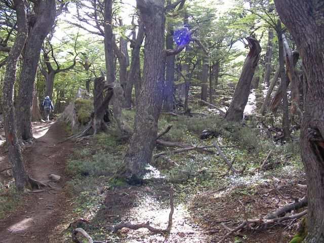 Weiter gehts durch den Wald.