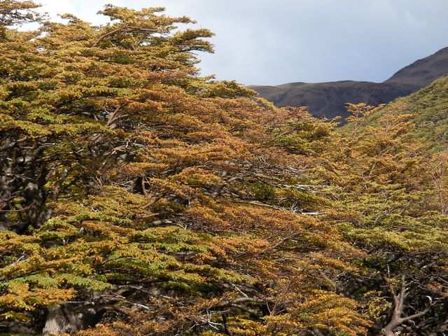 Uebrigens ist in Patagonien Herbst und langsam beginnt die Laubfaerbung.