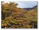 Uebrigens ist in Patagonien Herbst und langsam beginnt die Laubfaerbung.